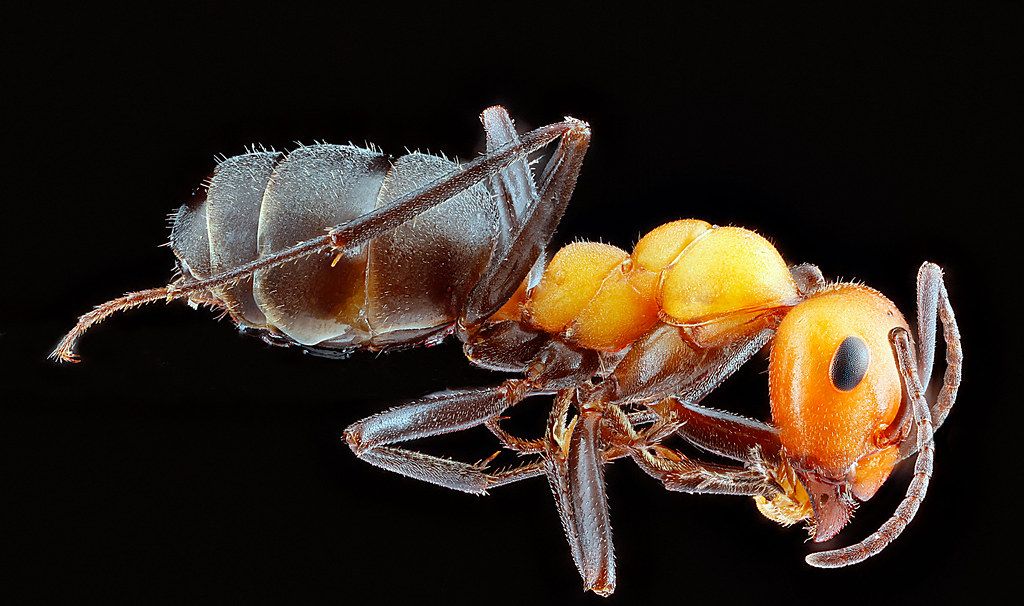 Ant Control service in West New York, NJ