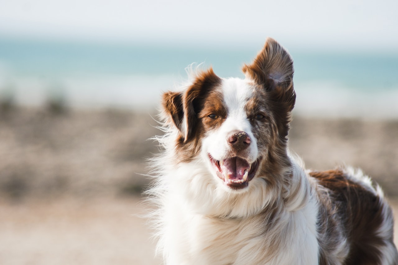 Flea & Tick Control service in West New York, NJ