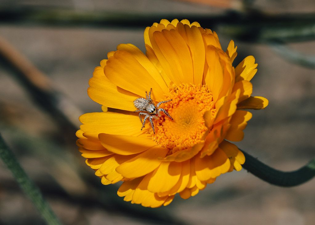 Spider Control service in West New York, NJ